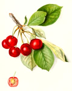 Cherries (Prunus Avium) (1911) by Mary Daisy Arnold.. Free illustration for personal and commercial use.