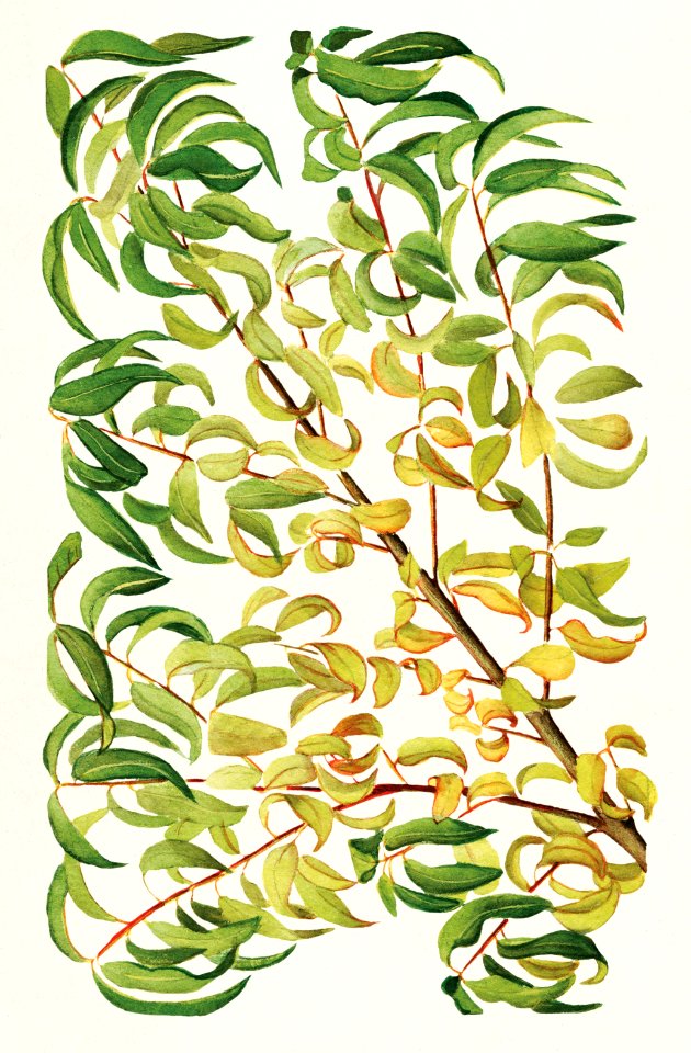 Branch of peach (Prunus Persica) (1904) by anonymous.