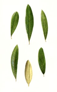 Olive leaves (Olea Europaea)(1971) by Royal Charles Steadman.