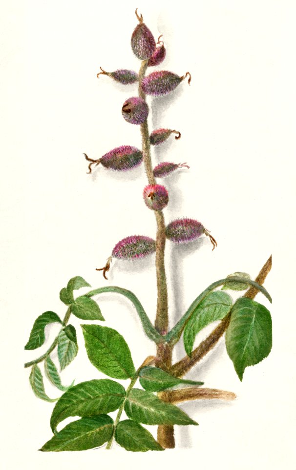 Limb of Walnut (Juglans) (1912) by Amanda Almira Newton.