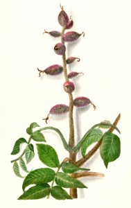 Limb of Walnut (Juglans) (1912) by Amanda Almira Newton.