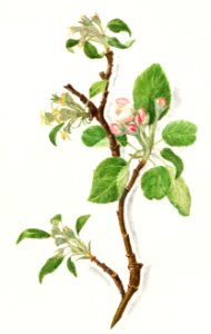 Apple Bough (Malus Domestica)(1910) by Amanda Almira Newton.. Free illustration for personal and commercial use.