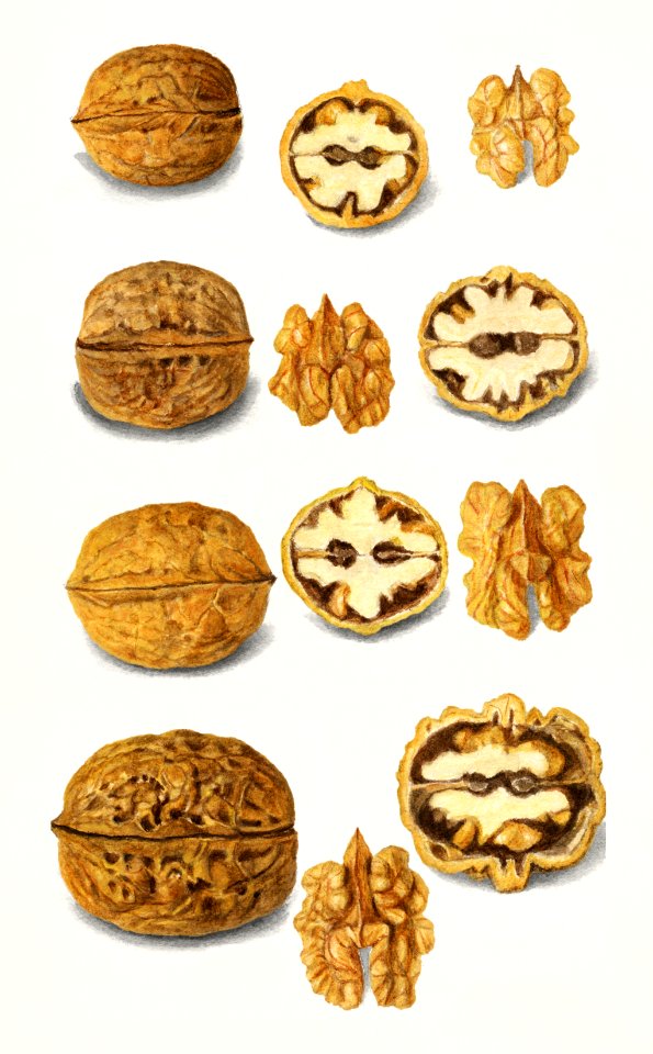 Walnuts (Juglans) (1911) by Amanda Almira Newton.  