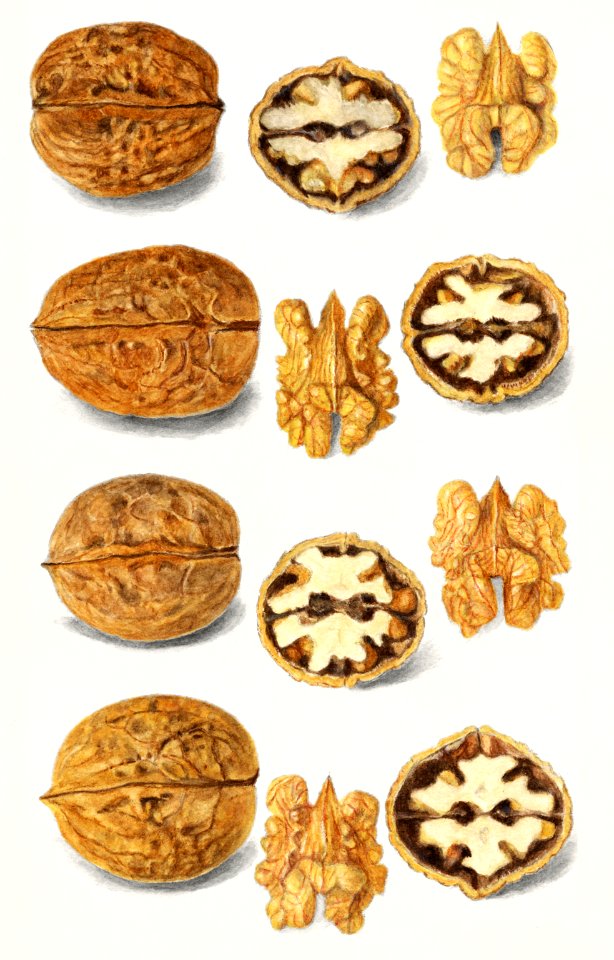 Walnuts (Juglans) (1911) by Amanda Almira Newton.  