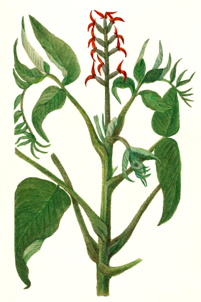 Japanese Walnut Tree (Juglans Ailantifolia) (1910) by Amanda Almira Newton.