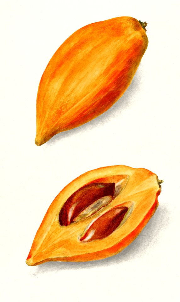 Yellow Sapote (Pouteria Campechiana)(1905) Amanda Almira Newton. by