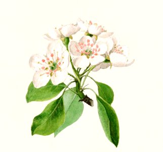 Pear Flower (Pyrus communis) by James Marion Shull (1872-1948).. Free illustration for personal and commercial use.