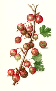Gooseberries (Ribes)(1090) by Amanda Almira Newton.. Free illustration for personal and commercial use.