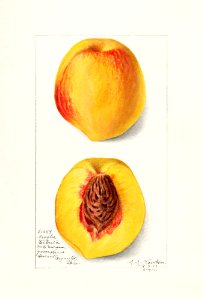 Peaches (Prunus Persica) (1911) by Amanda Almira Newton.