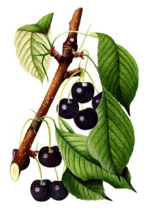 Cherries (Prunus Avium)(1892) by William Henry Prestele.. Free illustration for personal and commercial use.