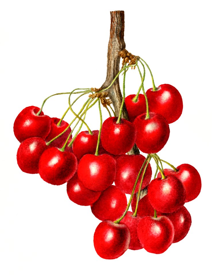 Delicious red cherries illustration. Digitally enhanced illustration from U.S. Department of Agriculture Pomological Watercolor Collection. Rare and Special Collections, National Agricultural Library.. Free illustration for personal and commercial use.