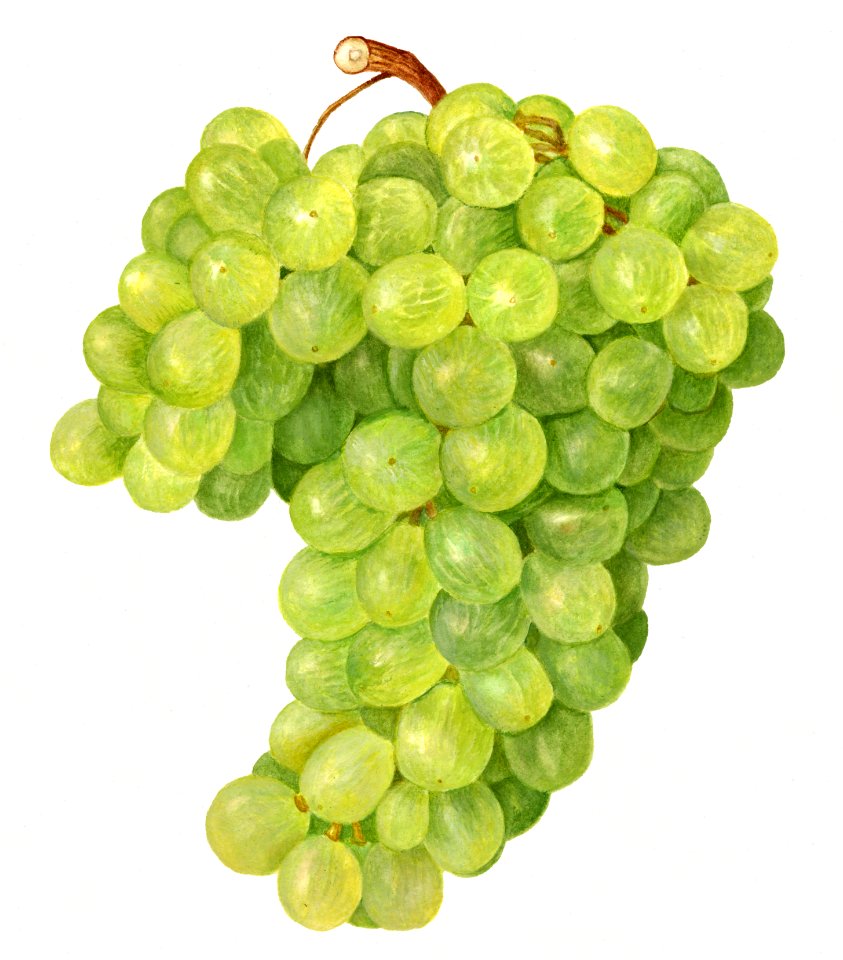 Vintage bunch of green grapes illustration.. Free illustration for personal and commercial use.