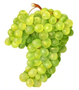 Vintage bunch of green grapes illustration.