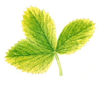 Vintage strawberry leaves illustration. Digitally enhanced illustration from U.S. Department of Agriculture Pomological Watercolor Collection. Rare and Special Collections, National Agricultural Library.