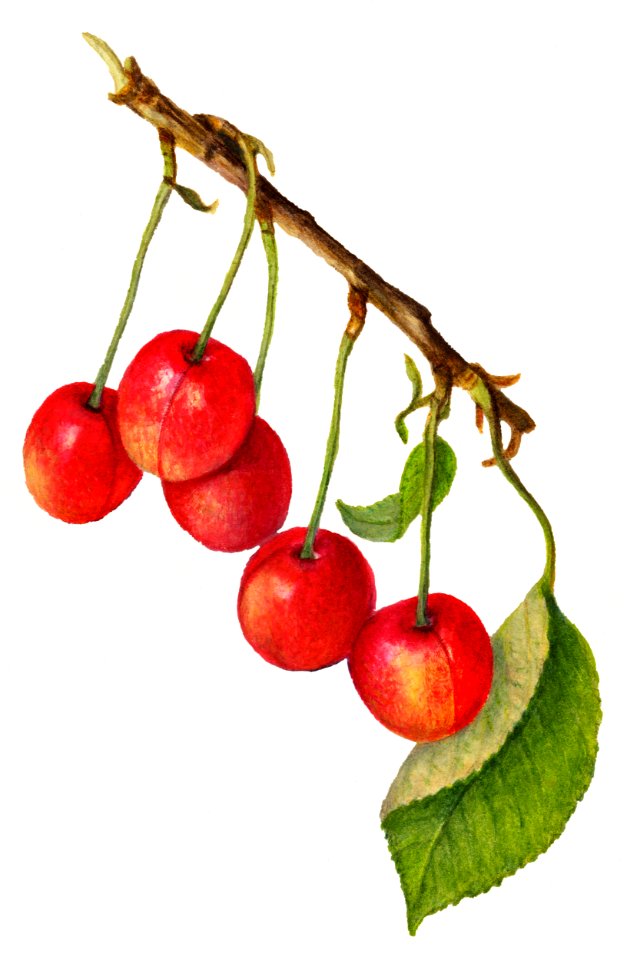 Vintage cherry illustration. Digitally enhanced illustration from U.S. Department of Agriculture Pomological Watercolor Collection. Rare and Special Collections, National Agricultural Library.