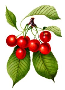 Vintage cherry illustration. Digitally enhanced illustration from U.S. Department of Agriculture Pomological Watercolor Collection. Rare and Special Collections, National Agricultural Library.