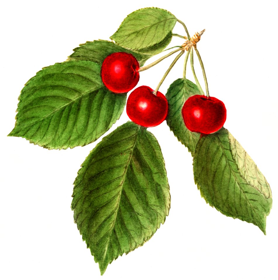 Vintage cherry illustration. Digitally enhanced illustration from U.S. Department of Agriculture Pomological Watercolor Collection. Rare and Special Collections, National Agricultural Library.