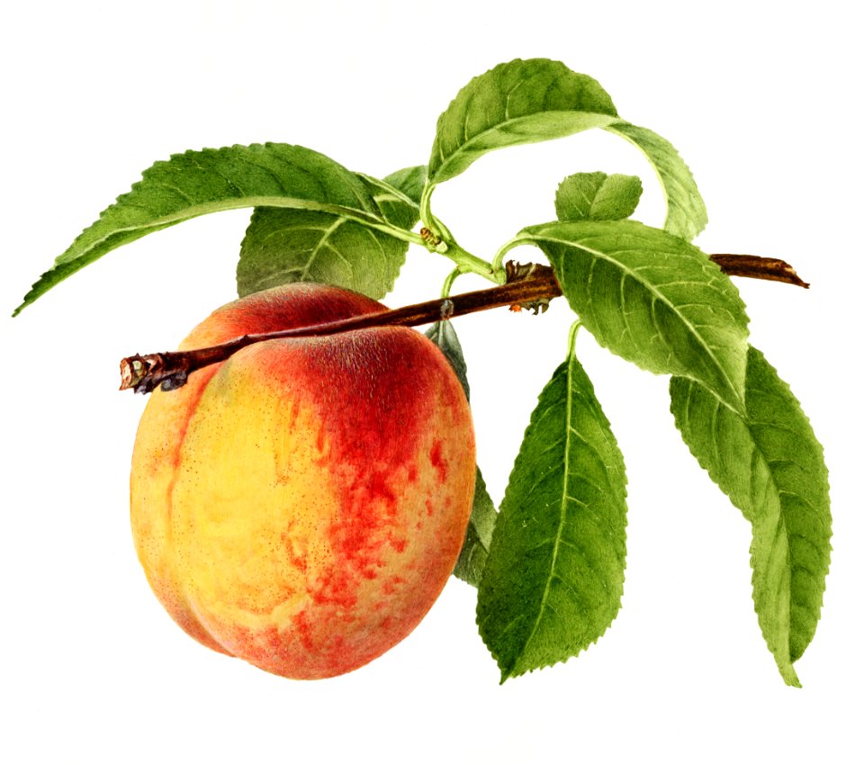 Vintage peach illustration. Digitally enhanced illustration from U.S. Department of Agriculture Pomological Watercolor Collection. Rare and Special Collections, National Agricultural Library.