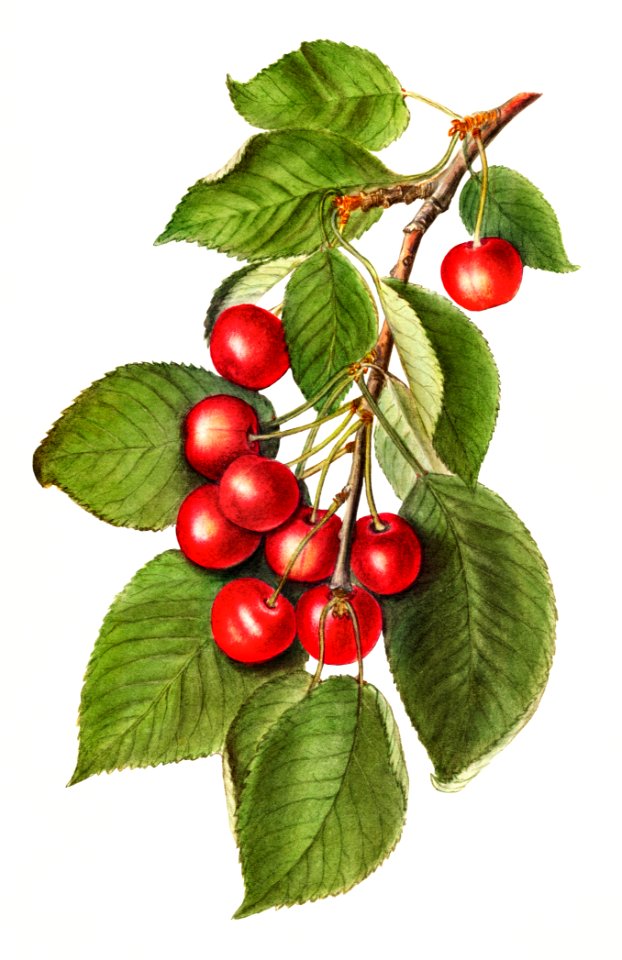 Delicious red cherries illustration. Digitally enhanced illustration from U.S. Department of Agriculture Pomological Watercolor Collection. Rare and Special Collections, National Agricultural Library.. Free illustration for personal and commercial use.