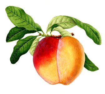 Vintage peach illustration. Digitally enhanced illustration from U.S. Department of Agriculture Pomological Watercolor Collection. Rare and Special Collections, National Agricultural Library.