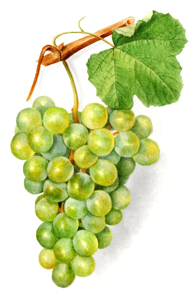 Vintage bunch of green grapes illustration.