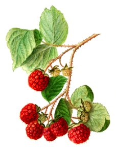 Vintage branch of red raspberry illustration. Digitally enhanced illustration from U.S. Department of Agriculture Pomological Watercolor Collection. Rare and Special Collections, National Agricultural Library.