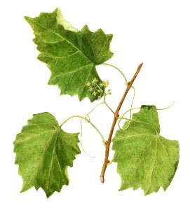 Vintage grape leaves
