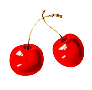 Vintage red cherries illustration. Digitally enhanced illustration from U.S. Department of Agriculture Pomological Watercolor Collection. Rare and Special Collections, National Agricultural Library.