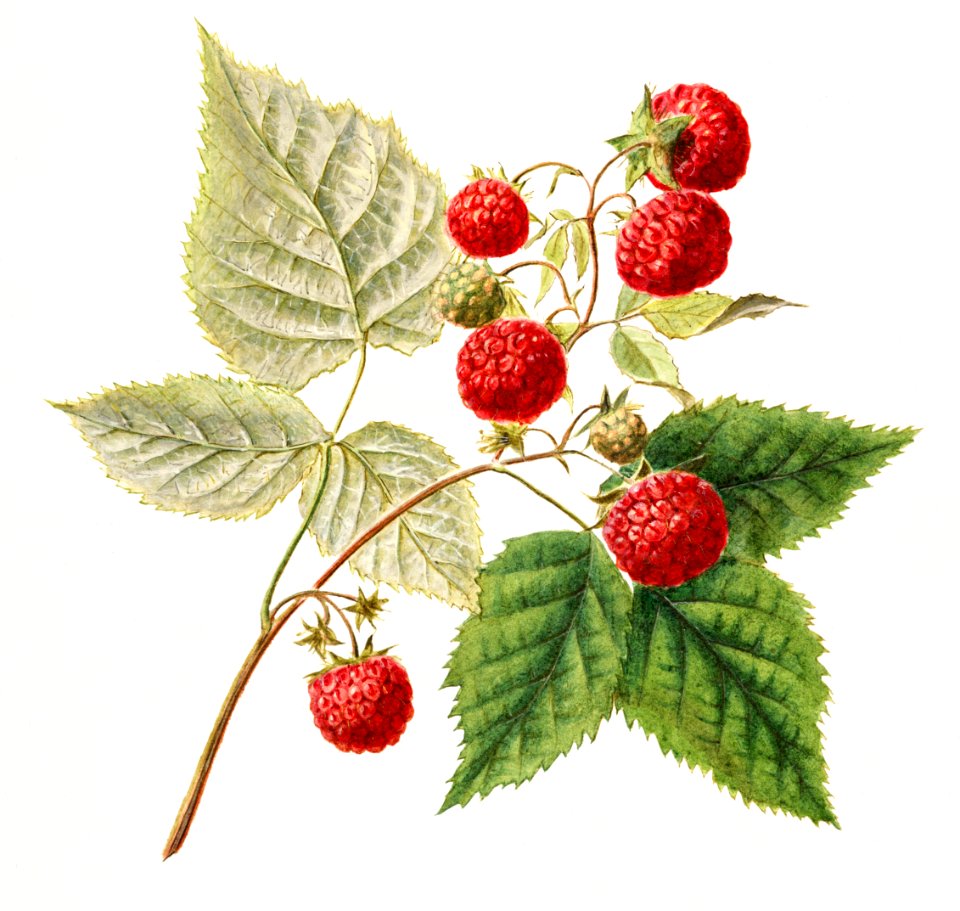 Vintage red raspberries (Rubus Xneglectus) (1918) by Royal Charles Steadman.