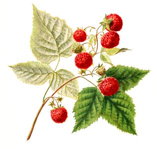 Vintage red raspberries (Rubus Xneglectus) (1918) by Royal Charles Steadman.. Free illustration for personal and commercial use.