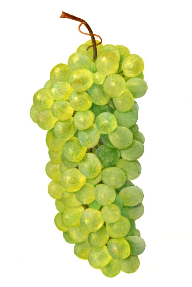 Vintage bunch of green grapes illustration.