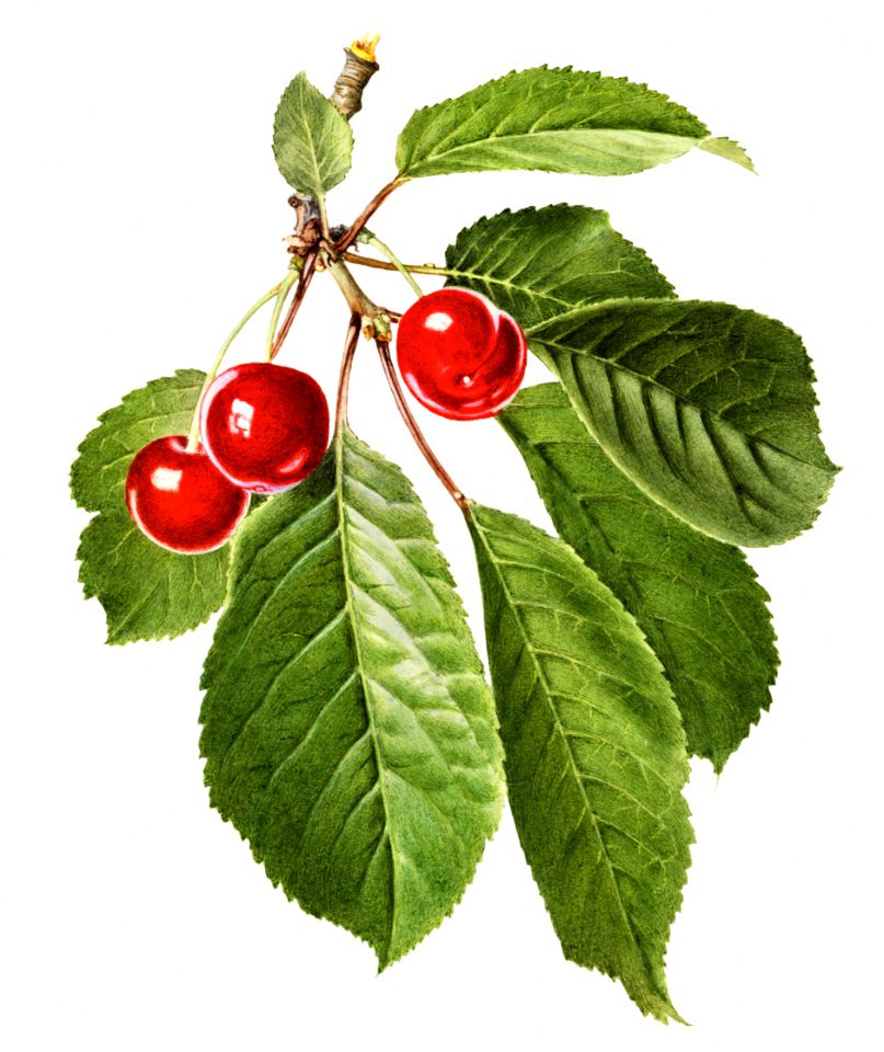 Vintage cherry illustration. Digitally enhanced illustration from U.S. Department of Agriculture Pomological Watercolor Collection. Rare and Special Collections, National Agricultural Library.