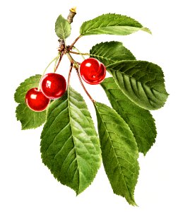 Vintage cherry illustration. Digitally enhanced illustration from U.S. Department of Agriculture Pomological Watercolor Collection. Rare and Special Collections, National Agricultural Library.