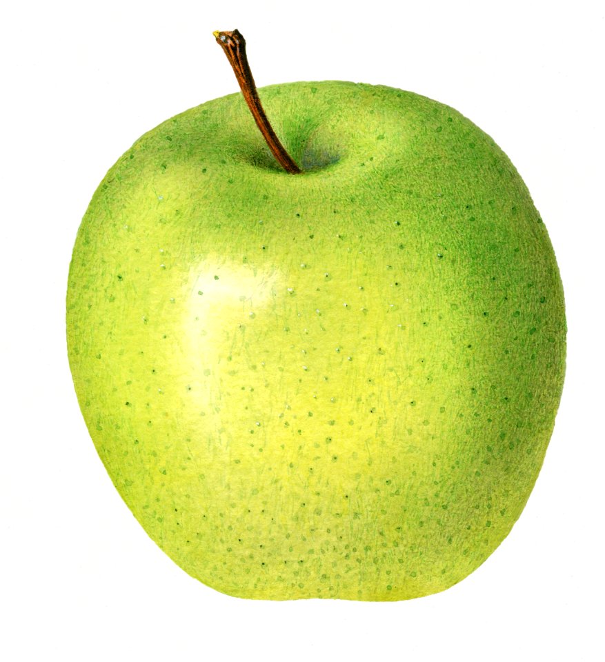 Vintage apple illustration. Digitally enhanced illustration from U.S. Department of Agriculture Pomological Watercolor Collection. Rare and Special Collections, National Agricultural Library.