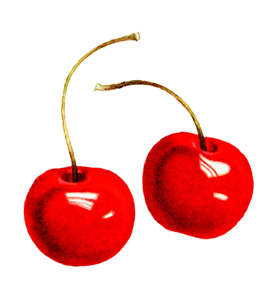 Vintage red cherries illustration. Digitally enhanced illustration from U.S. Department of Agriculture Pomological Watercolor Collection. Rare and Special Collections, National Agricultural Library.