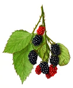 Vintage branch of blackberry