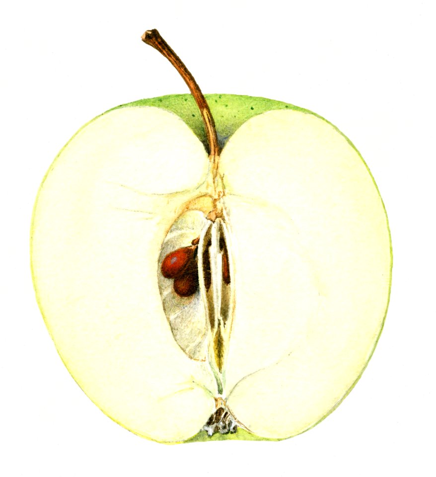 Vintage apple illustration. Digitally enhanced illustration from U.S. Department of Agriculture Pomological Watercolor Collection. Rare and Special Collections, National Agricultural Library.