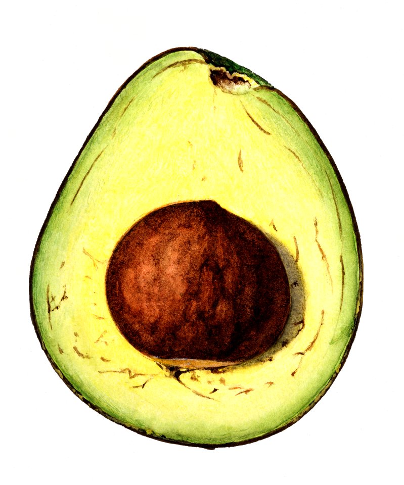 Vintage avocado cut in half illustration. Digitally enhanced illustration from U.S. Department of Agriculture Pomological Watercolor Collection. Rare and Special Collections, National Agricultural Library.