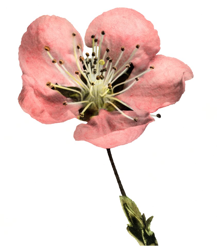 Vintage blooming flower illustration. Digitally enhanced illustration from U.S. Department of Agriculture Pomological Watercolor Collection. Rare and Special Collections, National Agricultural Library.
