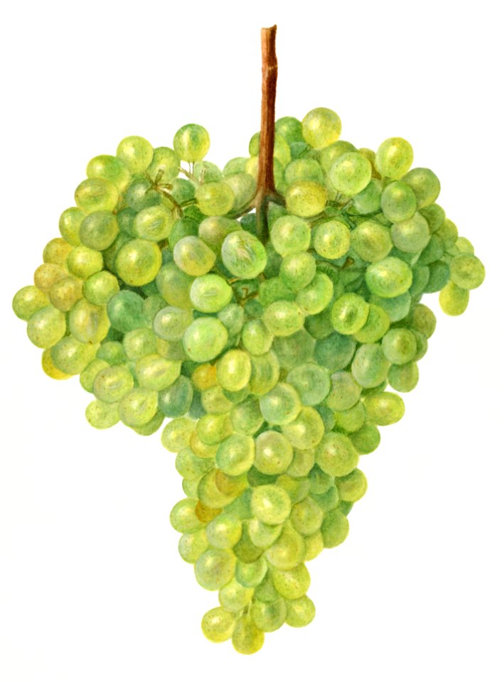 Vintage bunch of green grapes illustration.