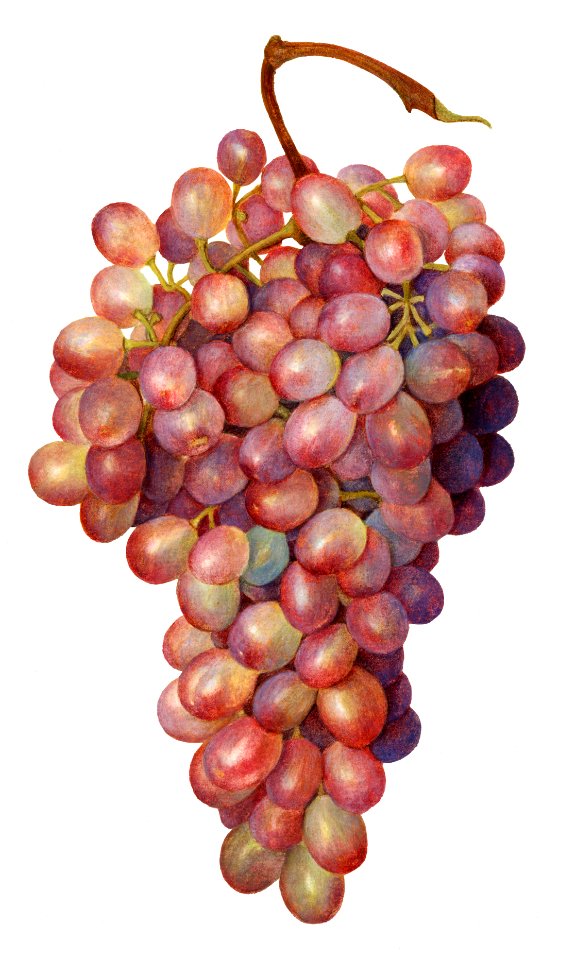 Vintage bunch of red grapes illustration.