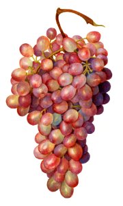Vintage bunch of red grapes illustration.
