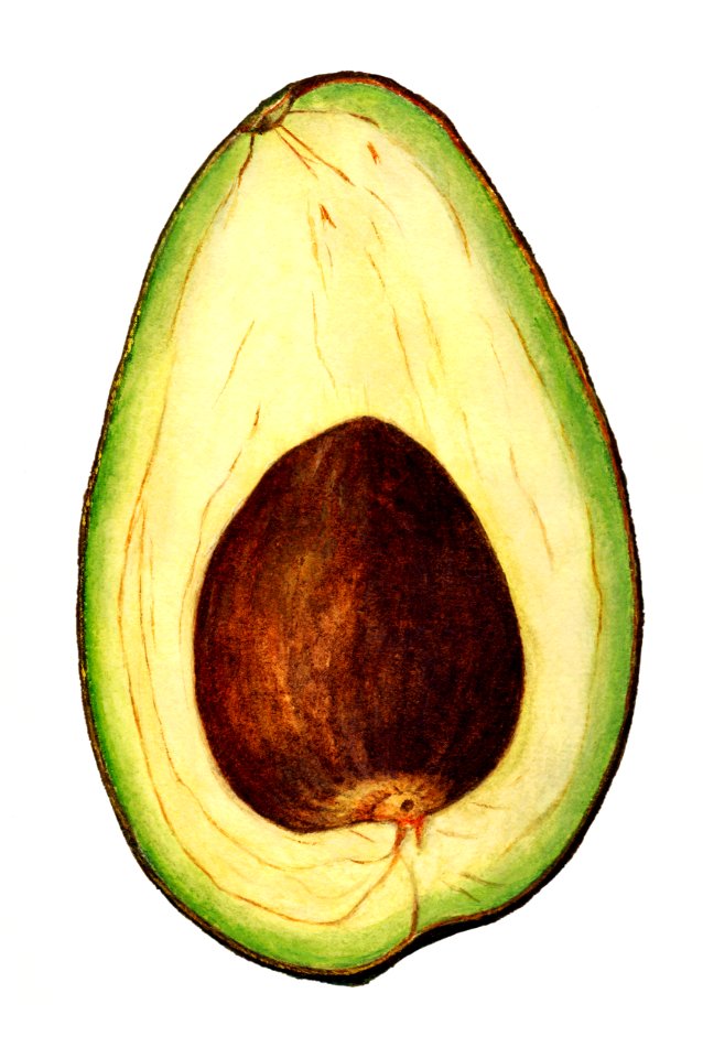 Vintage avocado illustration. Digitally enhanced illustration from U.S. Department of Agriculture Pomological Watercolor Collection. Rare and Special Collections, National Agricultural Library.