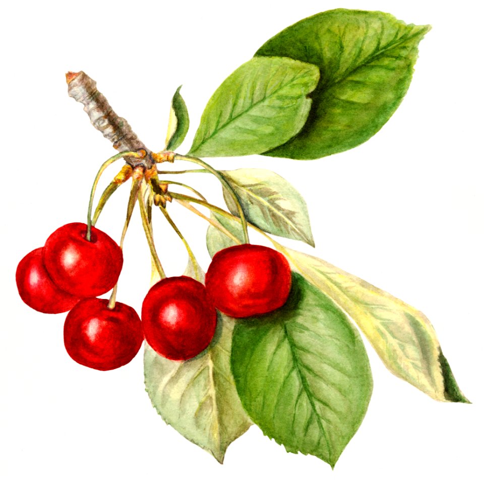 Vintage cherry illustration. Digitally enhanced illustration from U.S. Department of Agriculture Pomological Watercolor Collection. Rare and Special Collections, National Agricultural Library.
