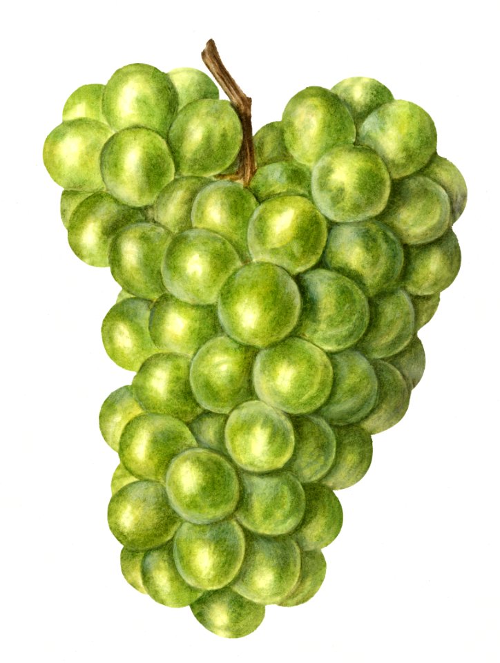 Vintage bunch of green grapes illustration.