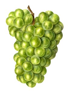 Vintage bunch of green grapes illustration.. Free illustration for personal and commercial use.