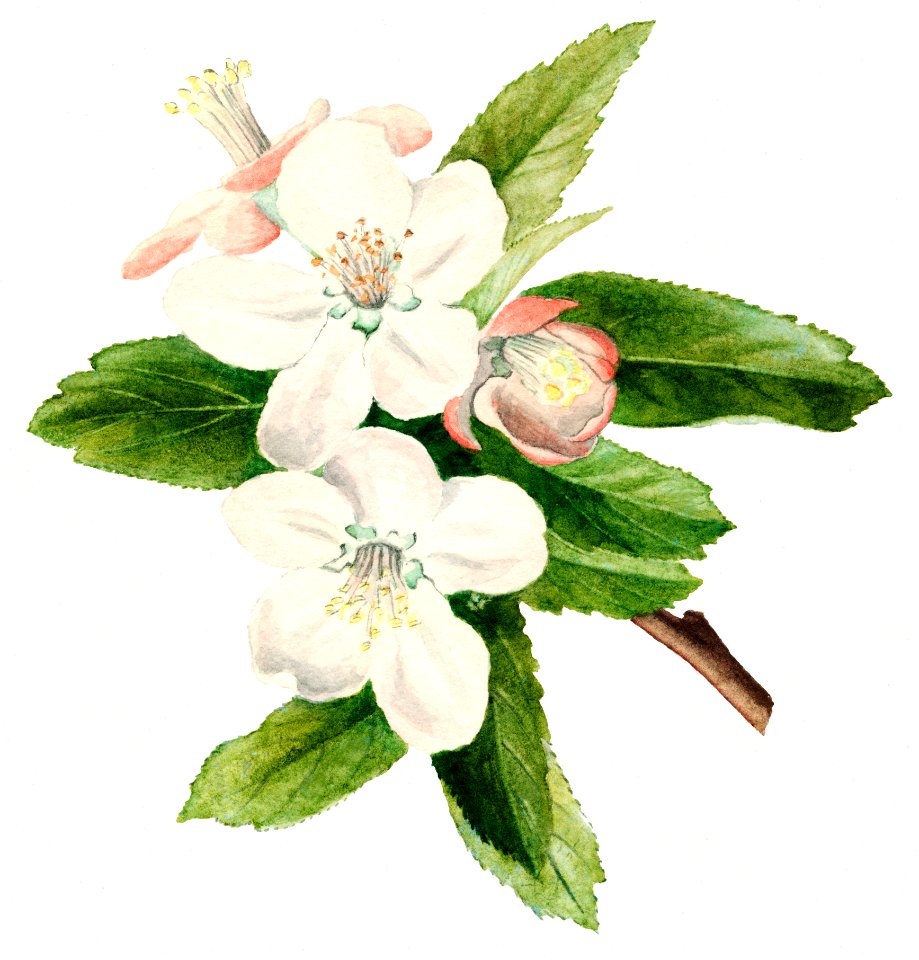 Vintage crab apple flowers illustration. Digitally enhanced illustration from U.S. Department of Agriculture Pomological Watercolor Collection. Rare and Special Collections, National Agricultural Library.