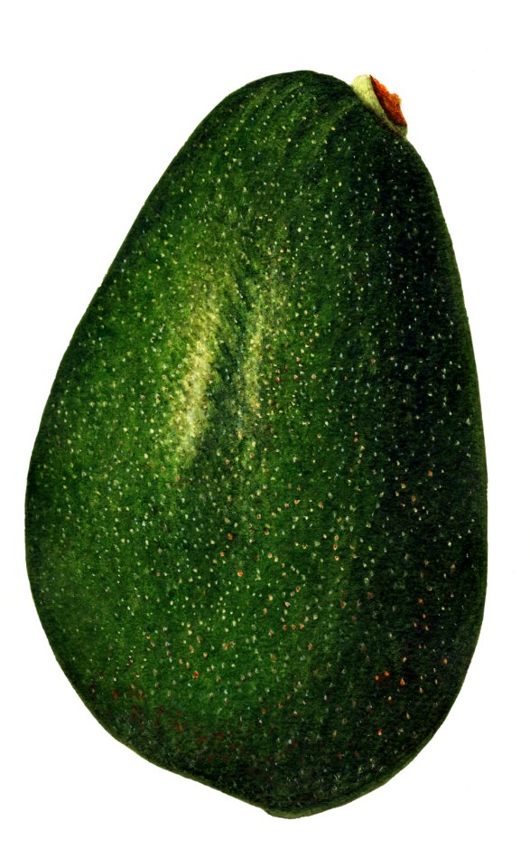 Vintage avocado illustration. Digitally enhanced illustration from U.S. Department of Agriculture Pomological Watercolor Collection. Rare and Special Collections, National Agricultural Library.. Free illustration for personal and commercial use.