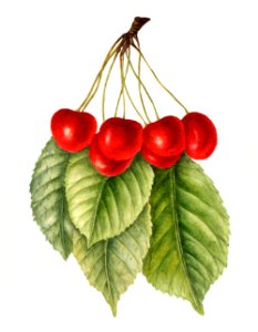 Delicious red cherries illustration. Digitally enhanced illustration from U.S. Department of Agriculture Pomological Watercolor Collection. Rare and Special Collections, National Agricultural Library.. Free illustration for personal and commercial use.