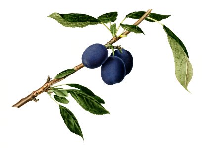 Delicious purple plum in a branch illustration. Digitally enhanced illustration from U.S. Department of Agriculture Pomological Watercolor Collection. Rare and Special Collections, National Agricultural Library.
